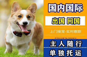 河源市宠物托运公司河源市宠物托运公司河源市宠物托运公司