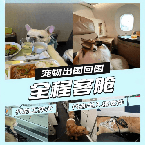 河源市宠物托运到白俄罗斯宠物入境规定和要求